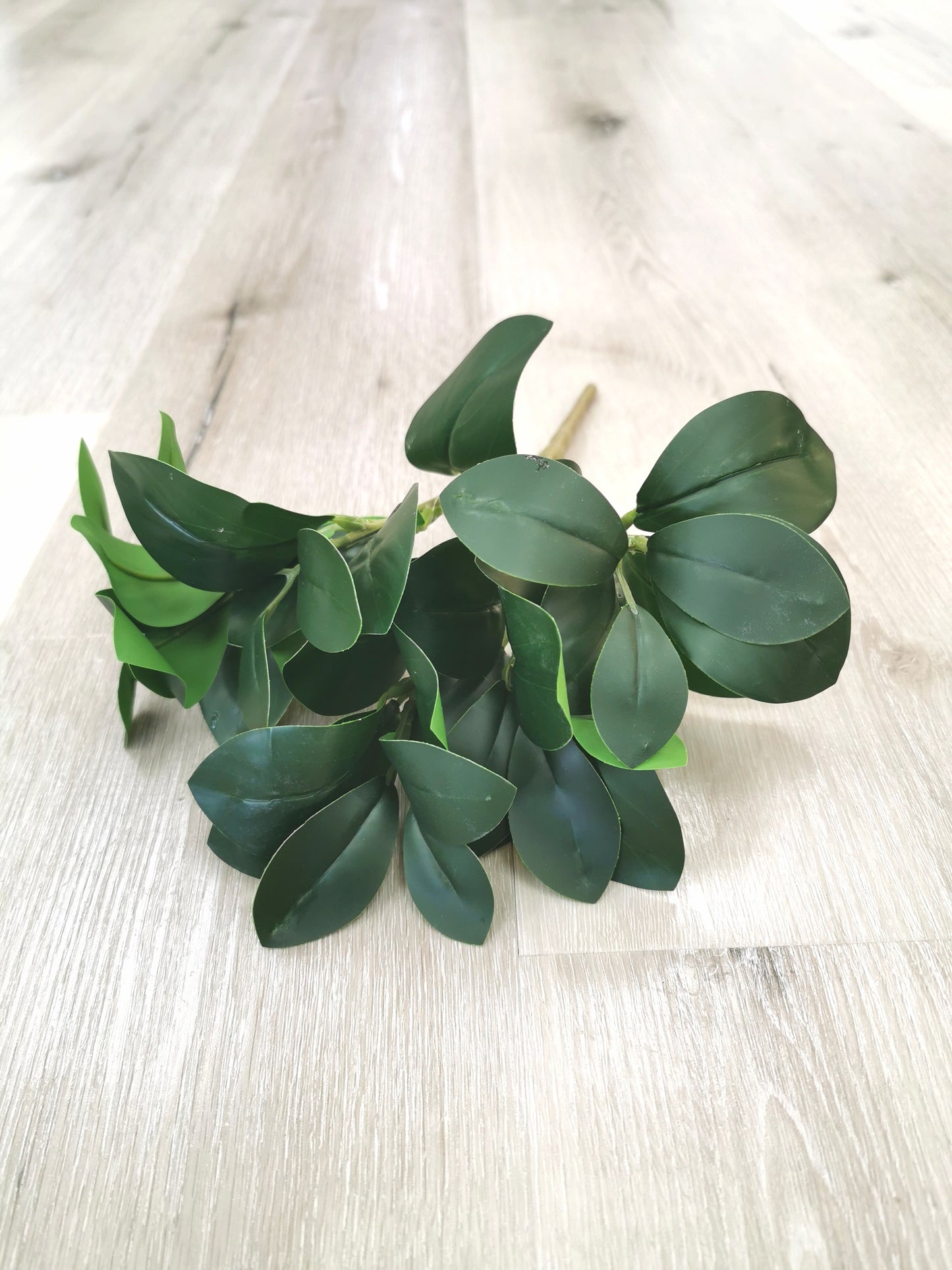 5 heads Peperomia leaf