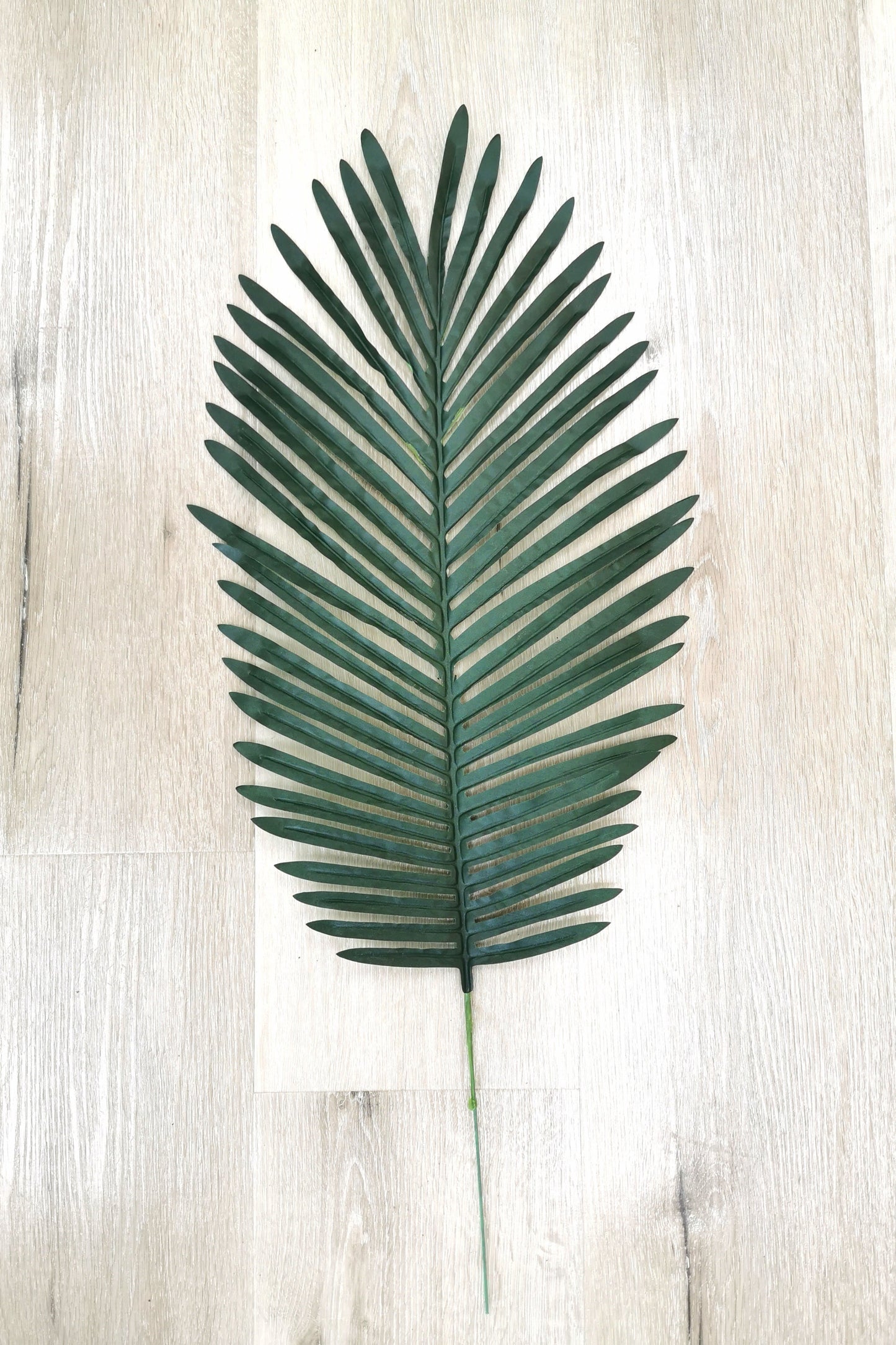Phoenix palm green/dark green leaf