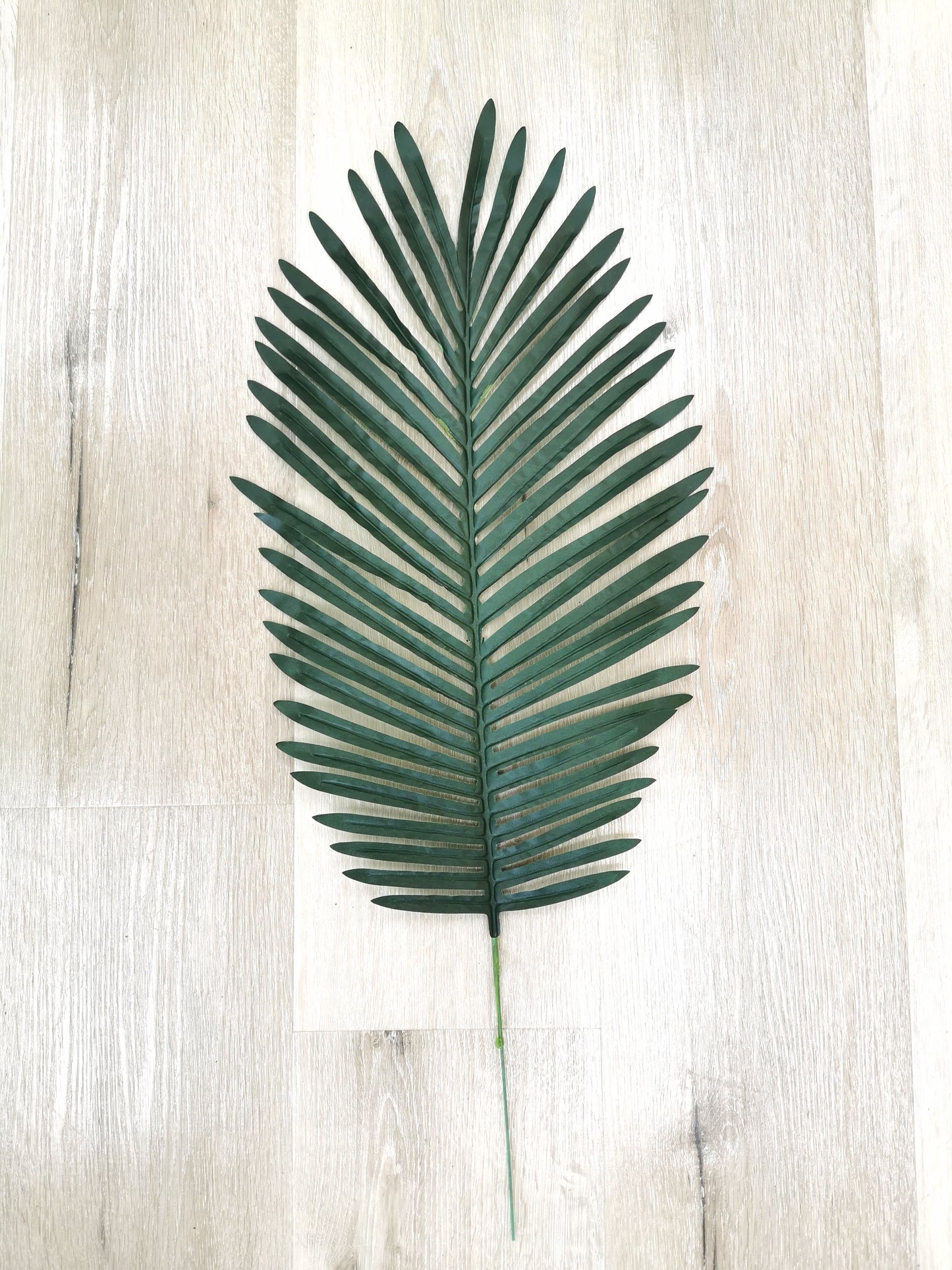 Phoenix palm green/dark green leaf