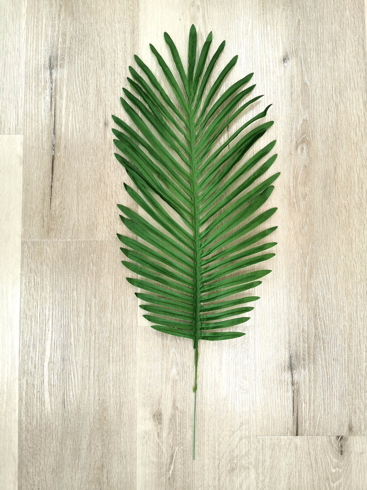 Phoenix palm green/dark green leaf