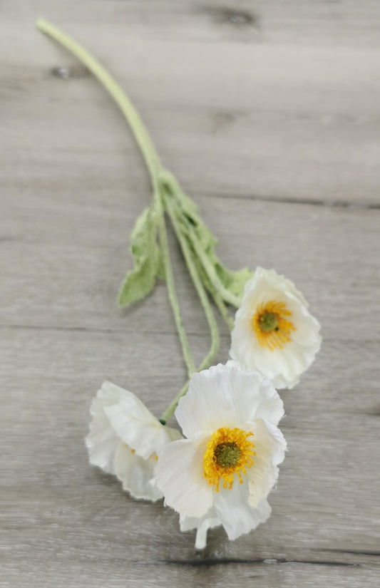 White poppy