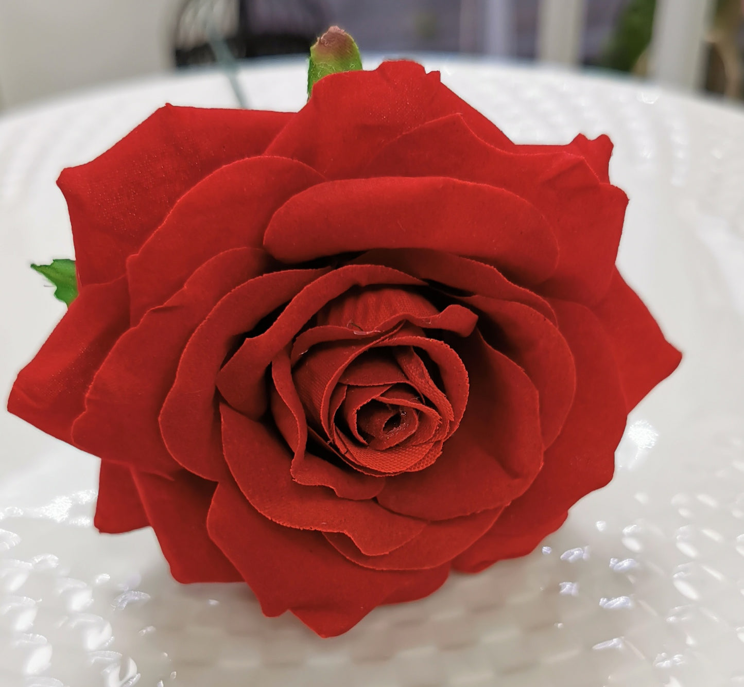 Single velvet Rose